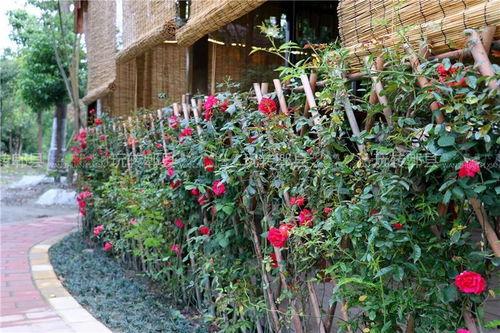 娱乐吃瓜酱花园,揭秘娱乐圈那些不为人知的幕后故事