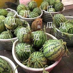 娱乐吃瓜君什么瓜